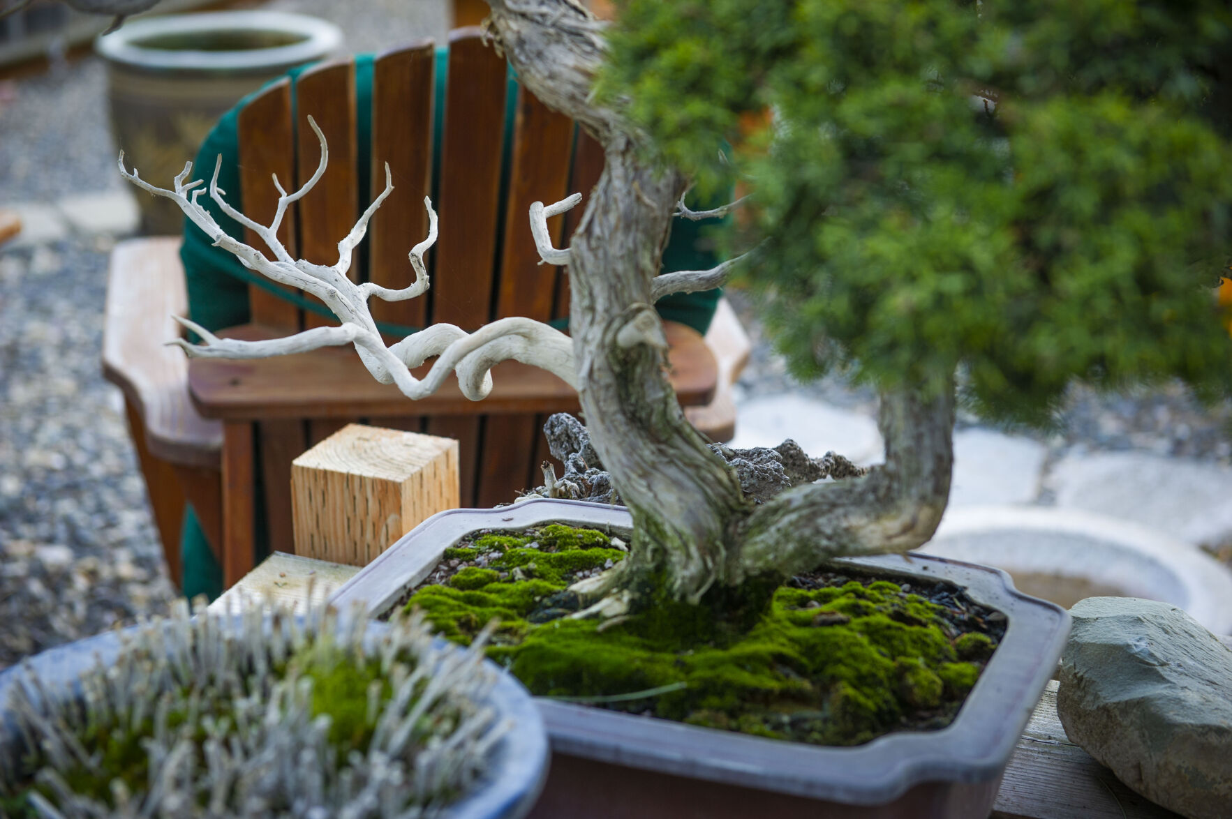Pat Spencer's Bonsai Garden